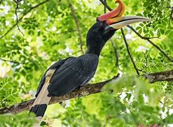 Burung Kalimantan Utara